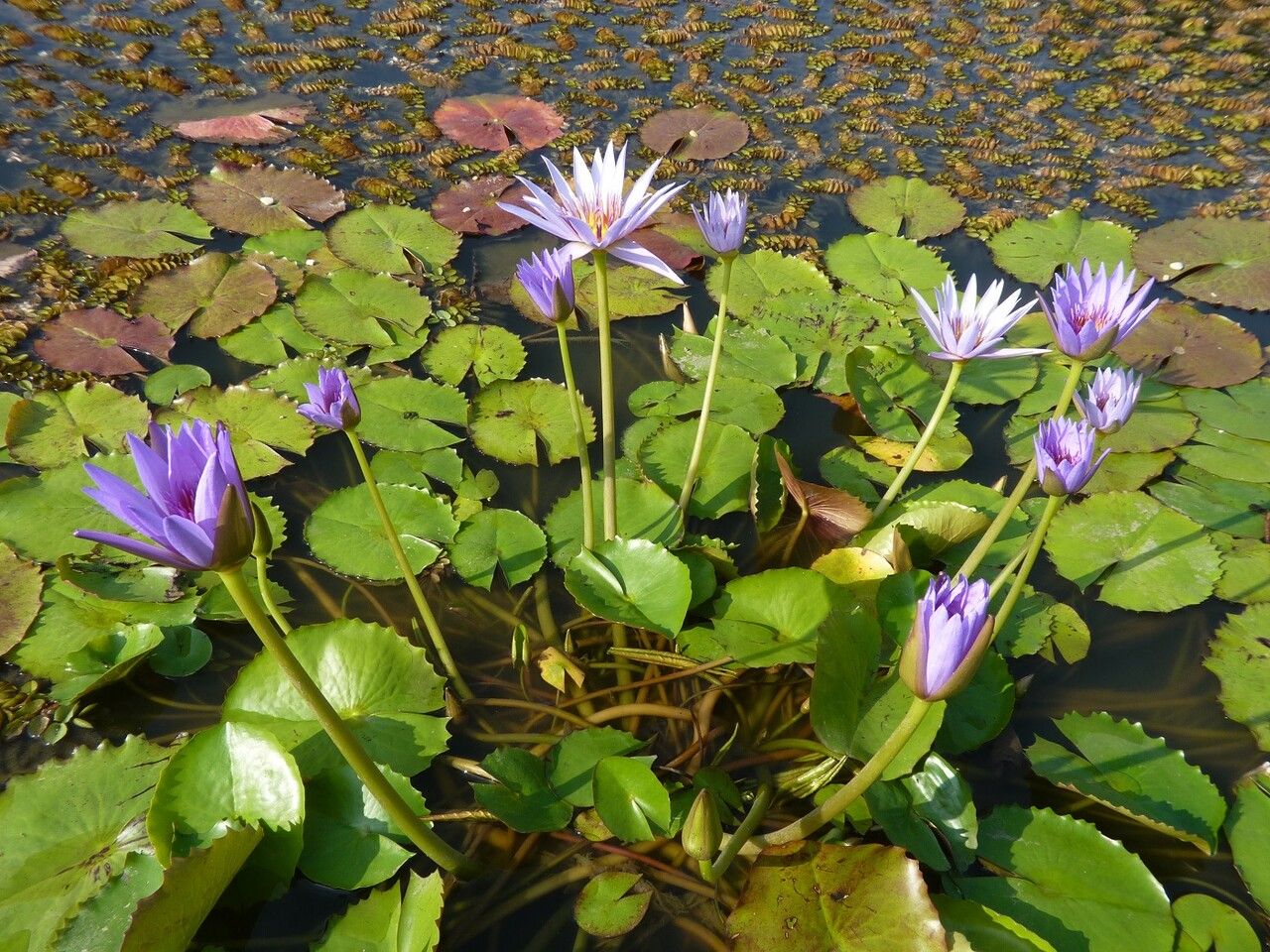 Nymphaea capensis other
