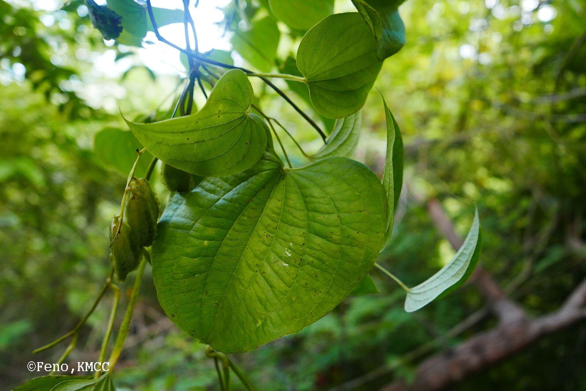 Dioscorea buckleyana — houseplant care guide