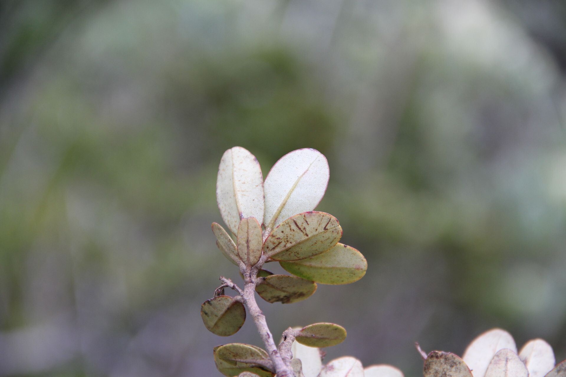 Quintinia oreophila leaf