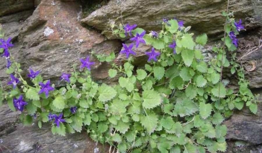 Campanula elatines flower