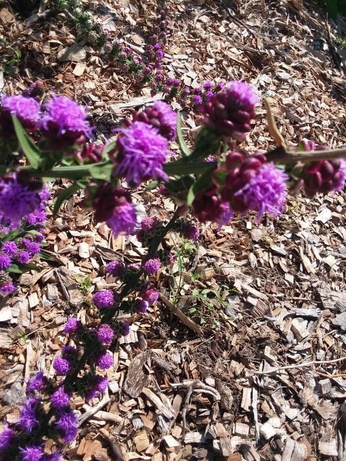 Liatris scariosa flower