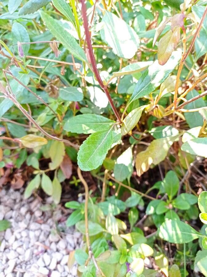 Salvia buchananii — search result for 'Salvia'