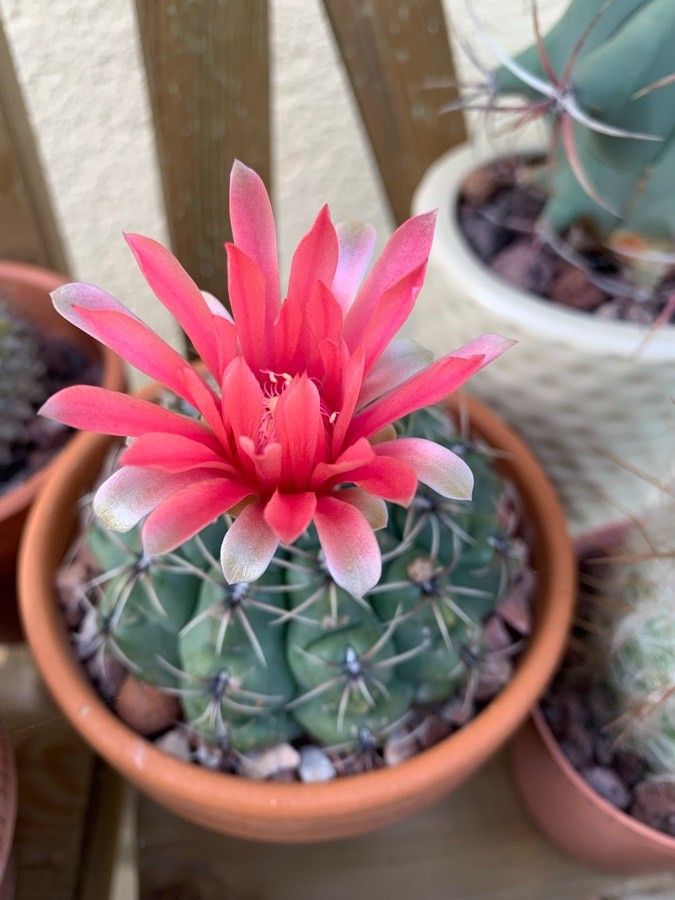 Gymnocalycium baldianum flower
