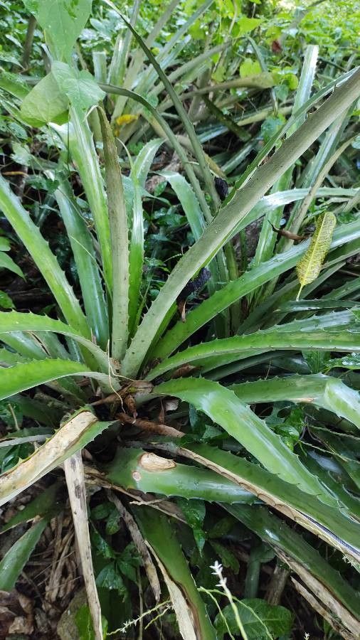 Bromelia pinguin — houseplant care guide