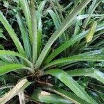 Bromelia pinguin