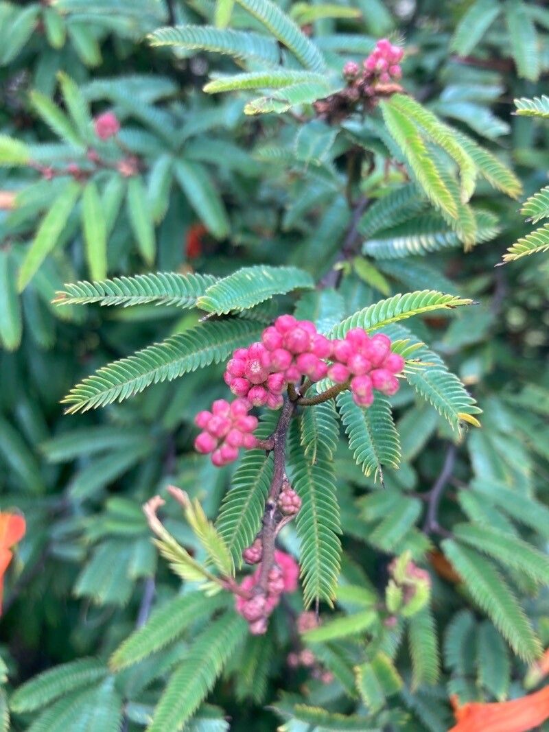 Calliandra selloi — houseplant care guide