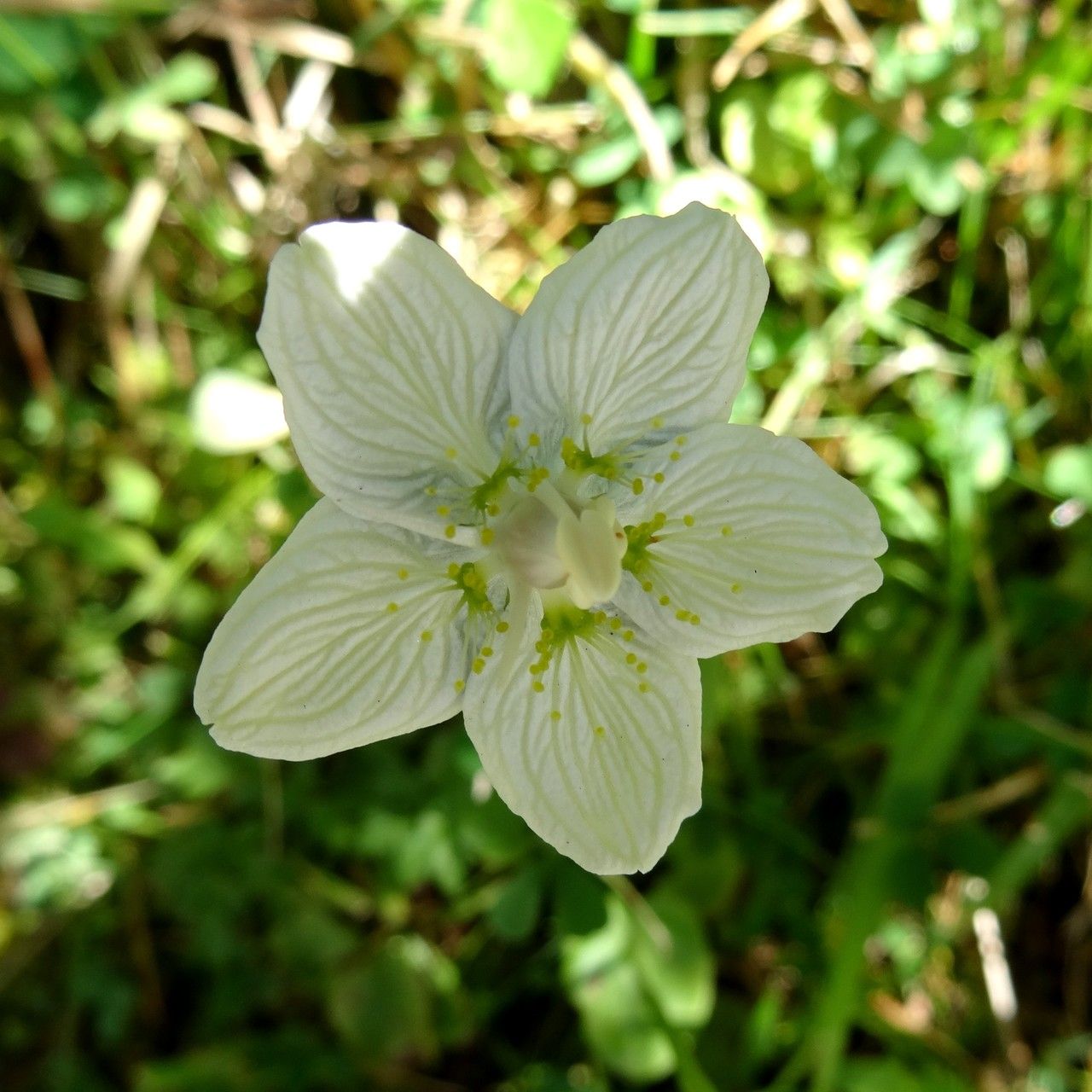 Parnassia palustris flower