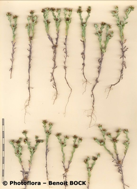 Filago fuscescens other