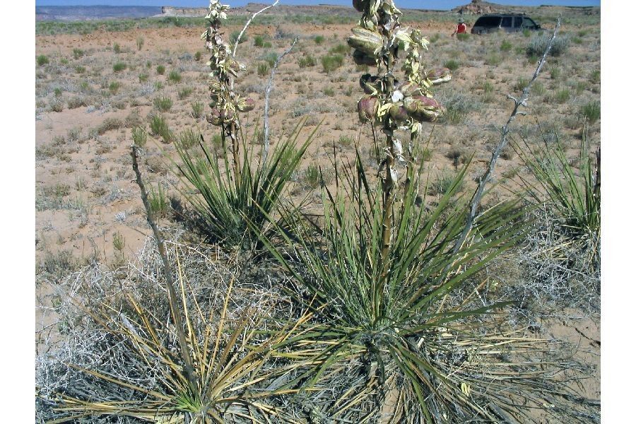 Yucca baileyi habit