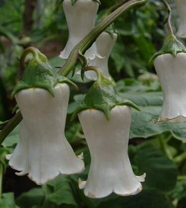 Campanula vidalii flower