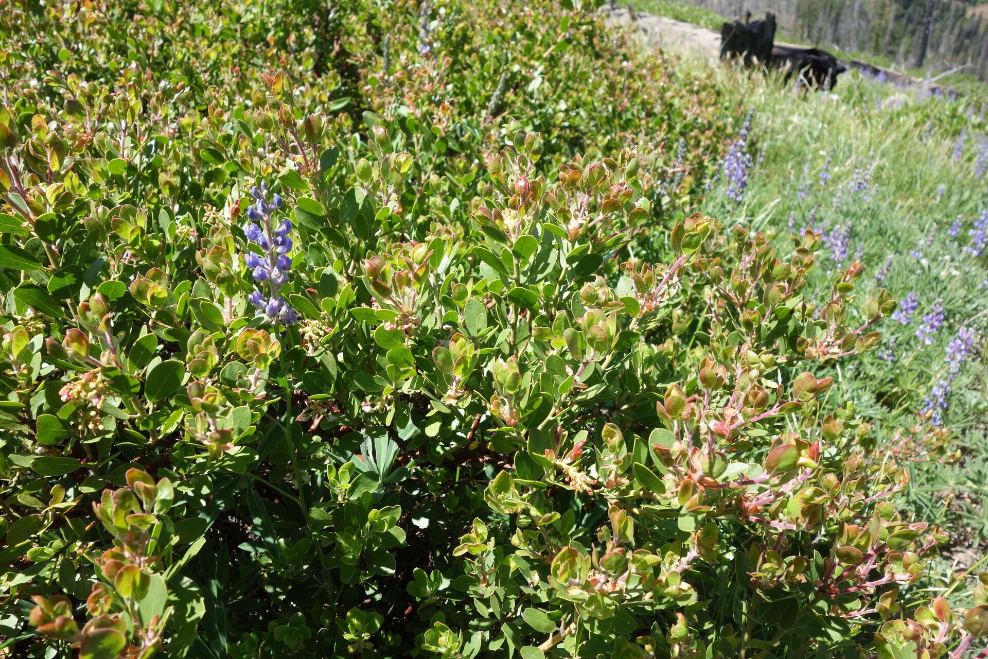 Arctostaphylos nevadensis — search result for 'Arctostaphylos'