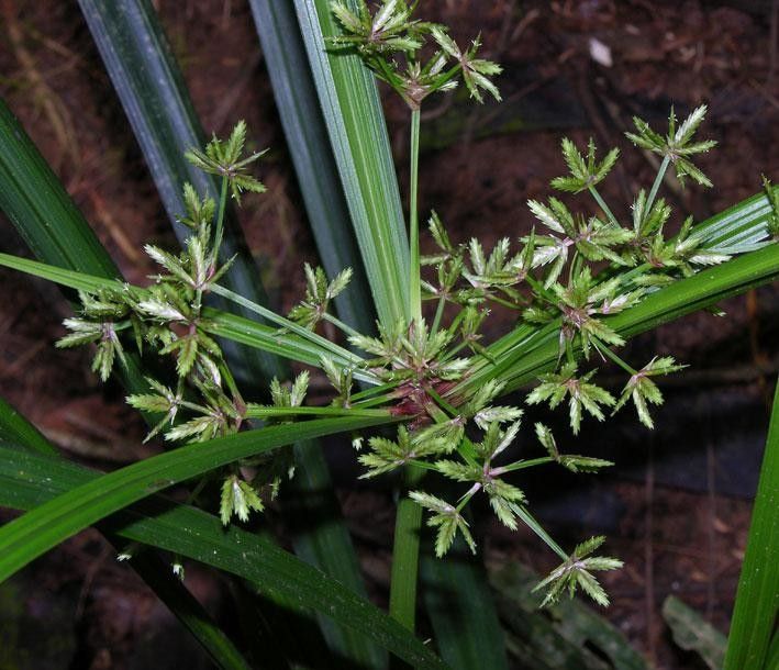 Cyperus miliifolius other
