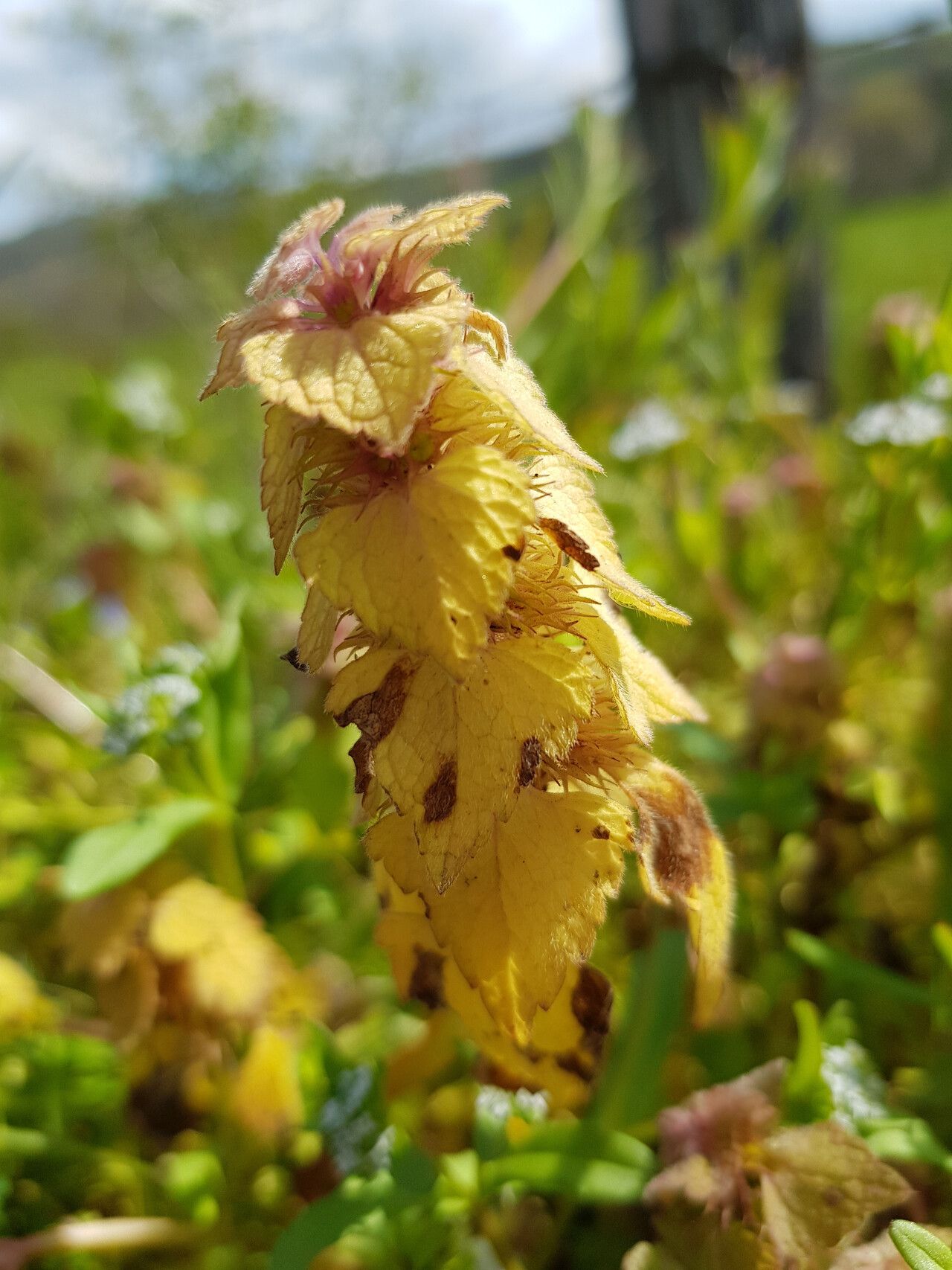 Ajuga lupulina — search result for 'Ajuga'