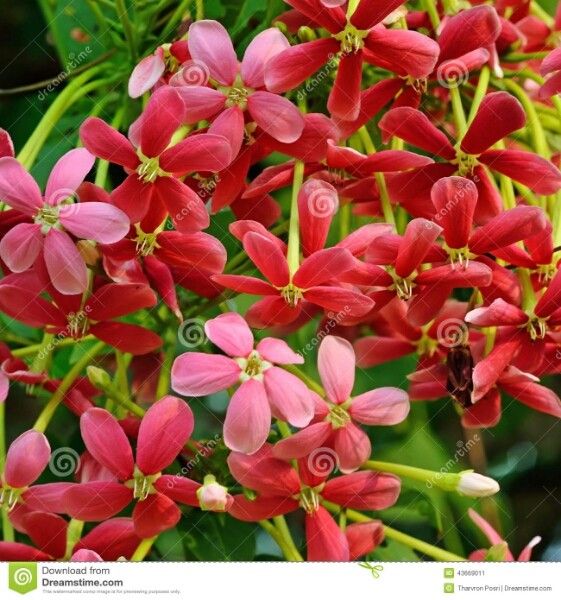 Quisqualis indica flower