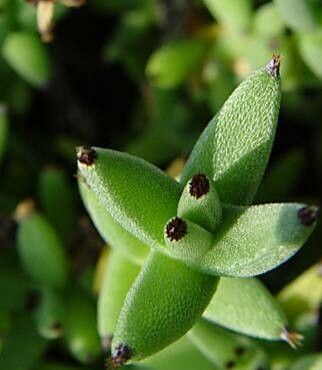 Trichodiadema mirabile leaf