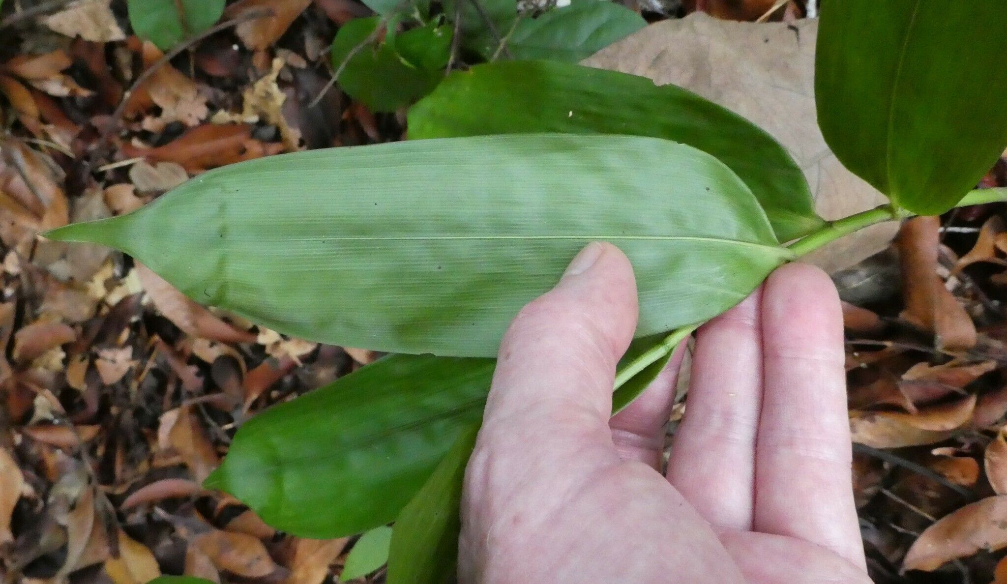 Guaduella oblonga — related species from the same genus