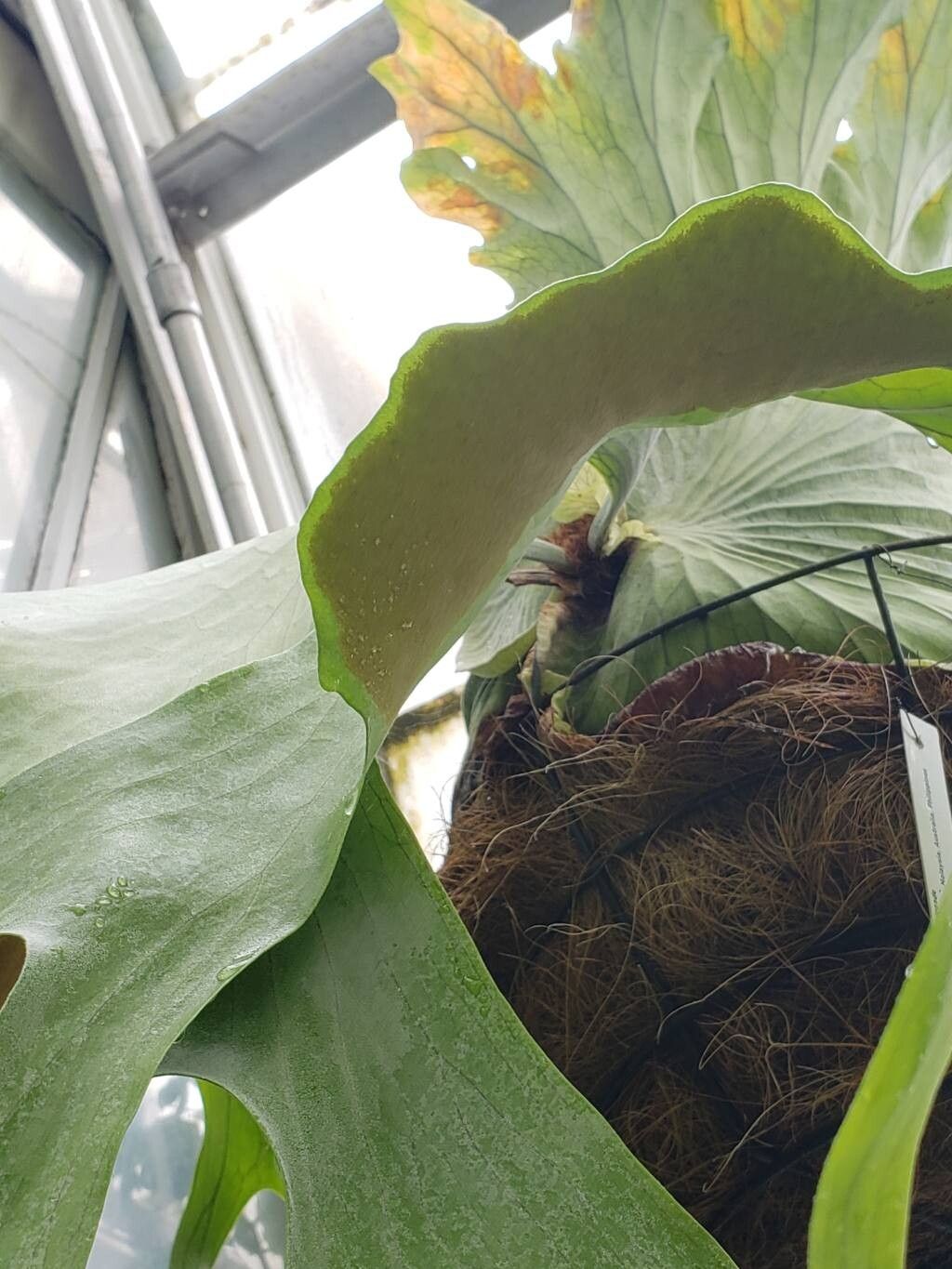 Platycerium grande fruit