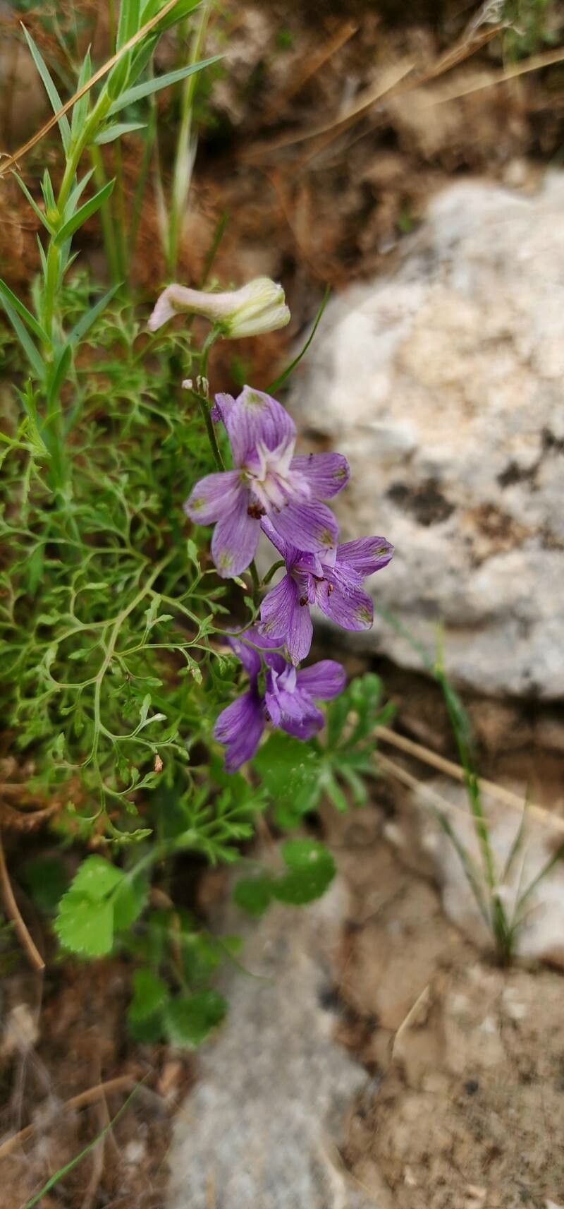 Delphinium cyphoplectrum flower