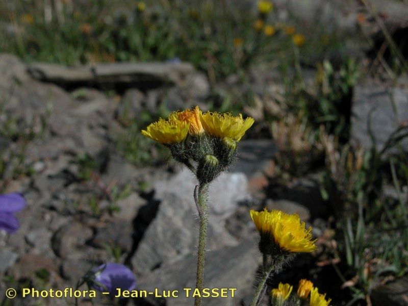Pilosella corymbuloides flower