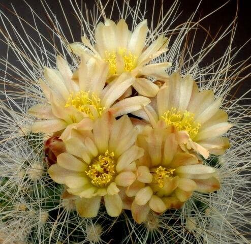 Pediocactus paradinei flower
