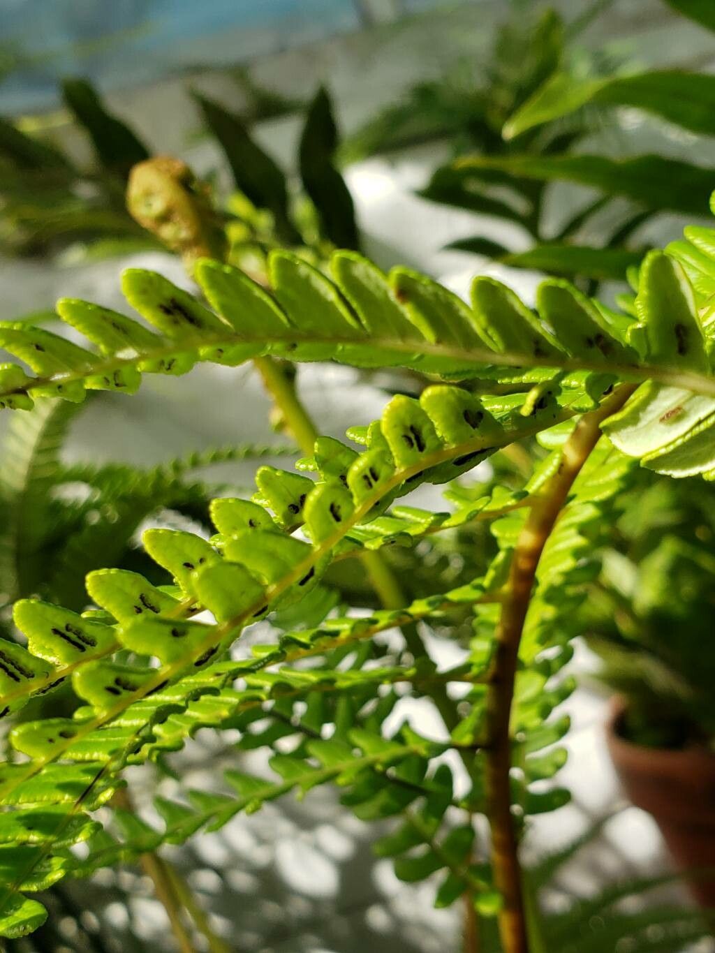 Blechnum cyatheoides fruit