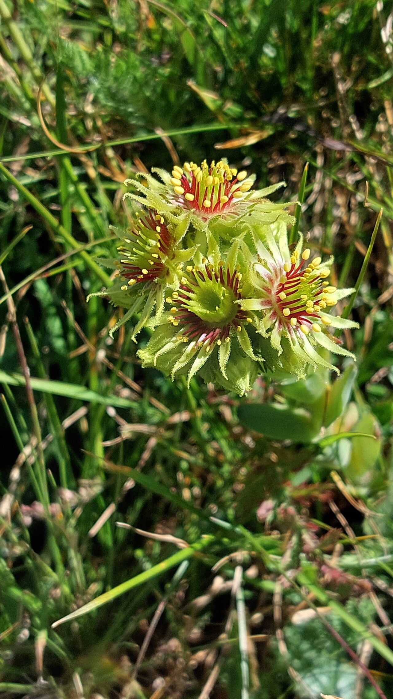 Sempervivum wulfenii flower