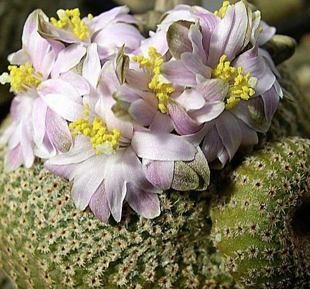 Yavia cryptocarpa flower