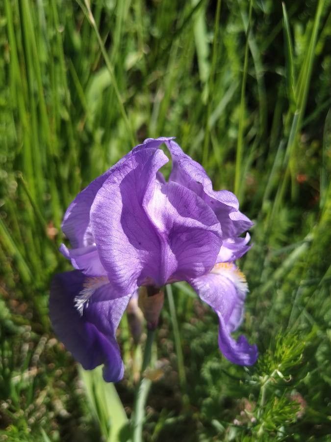 Iris cengialti flower