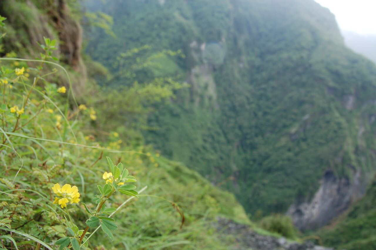 Trigonella emodi other