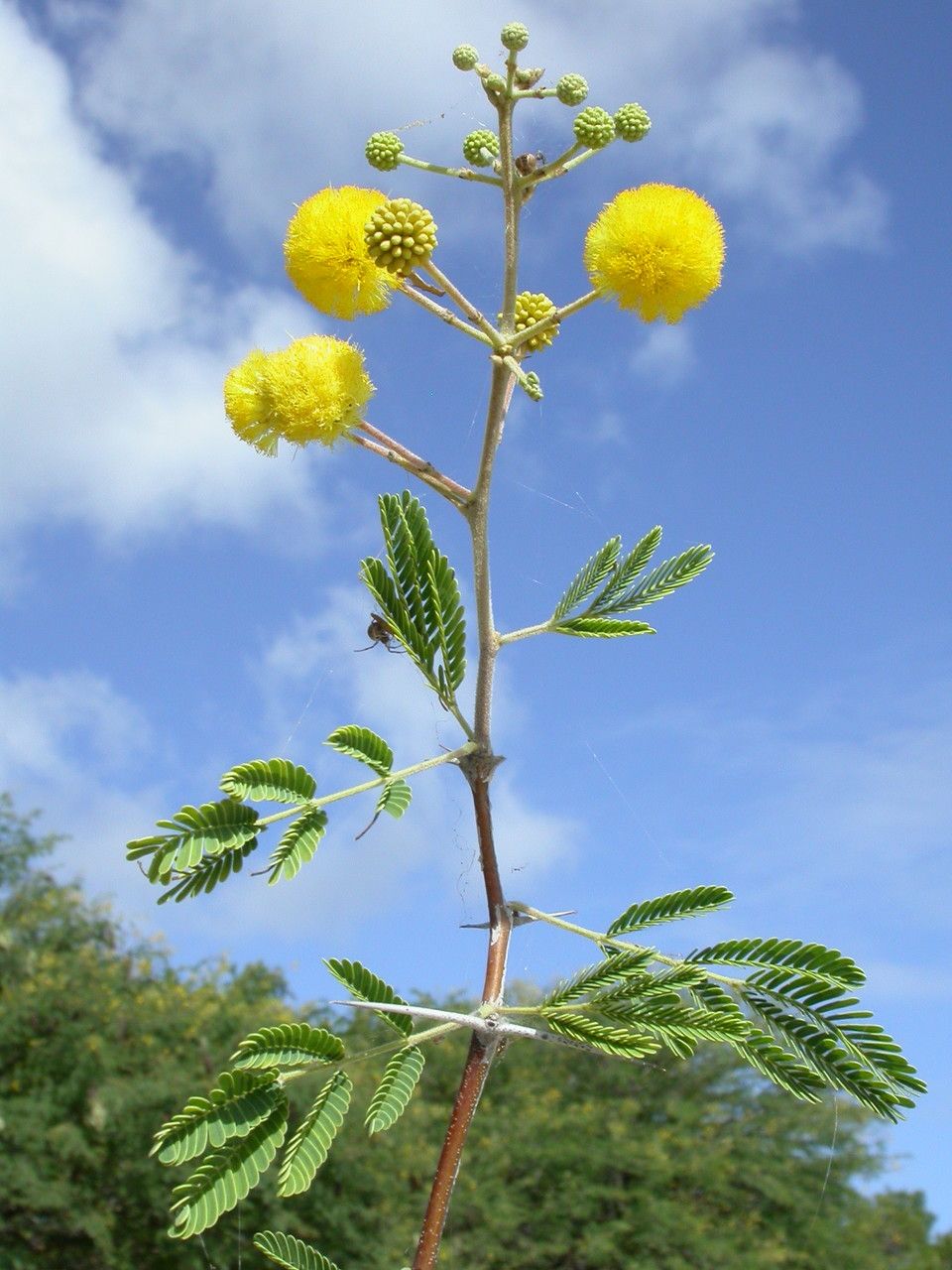 Vachellia tortuosa flower