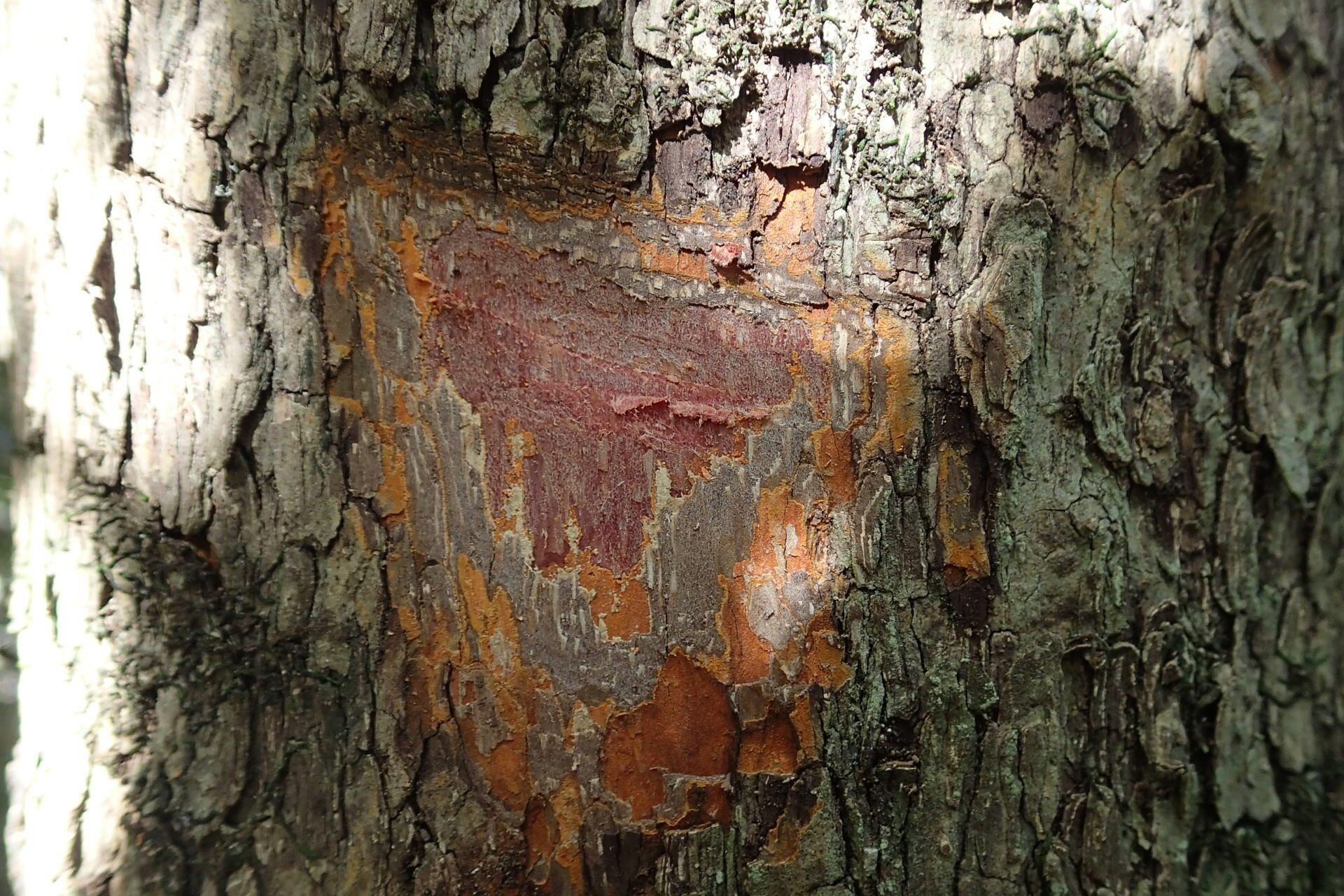 Pleurostylia opposita bark