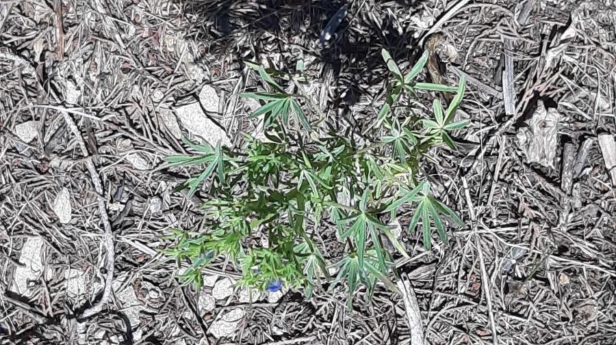 Lupinus argenteus — search result for 'Lupinus'