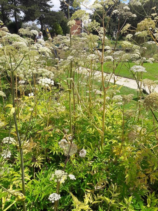 Angelica heterocarpa habit