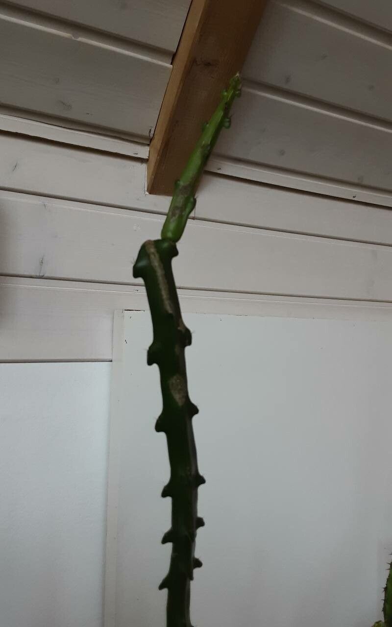 Selenicereus hamatus leaf