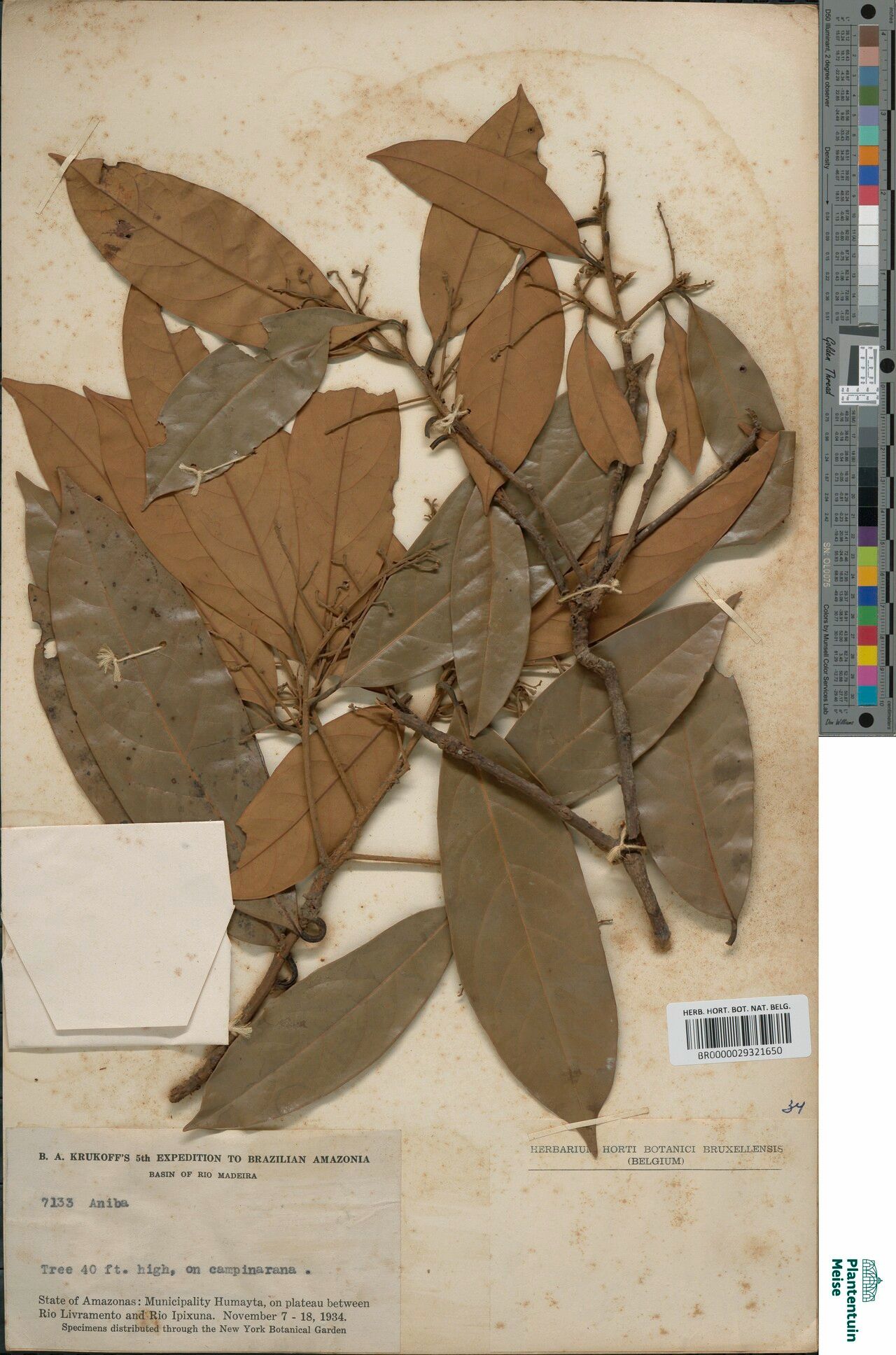 Aniba burchellii — related species from the same genus