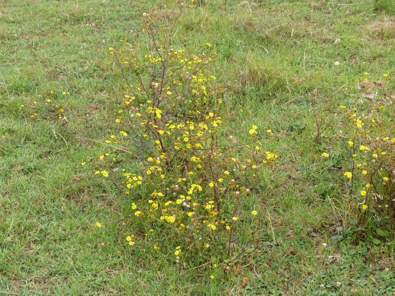 Senecio aquaticus habit