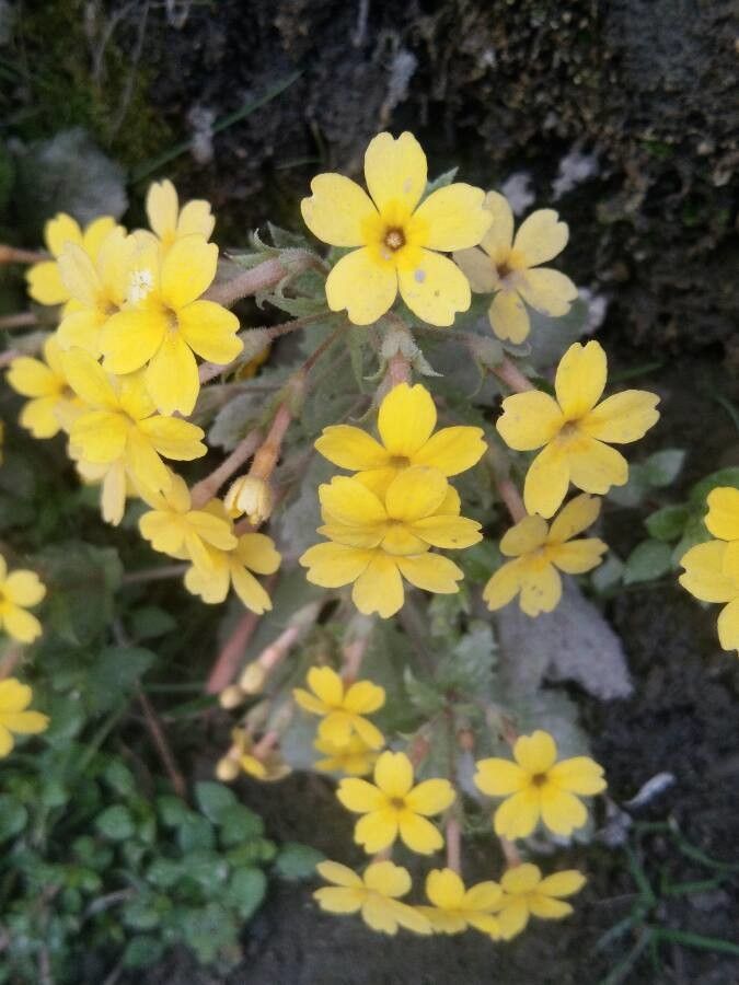 Euphrasia subexserta — search result for 'Euphrasia'