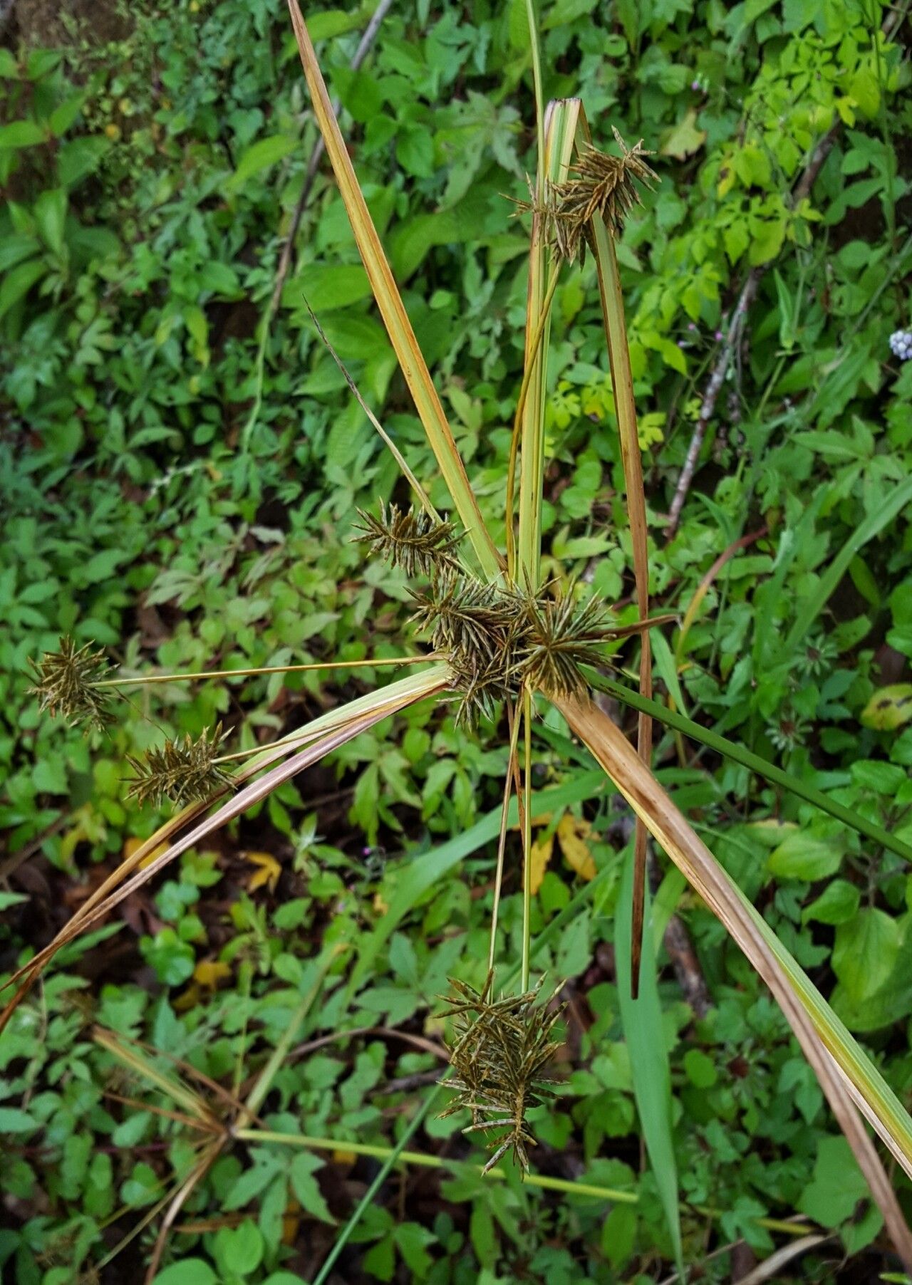 Cyperus luteus habit