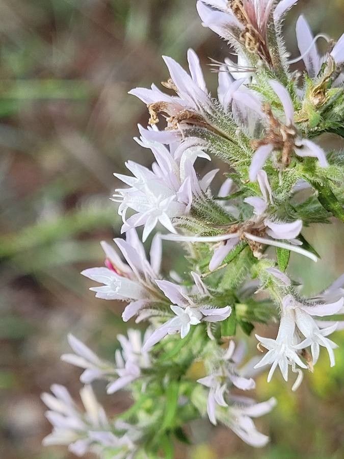 Liatris elegans flower