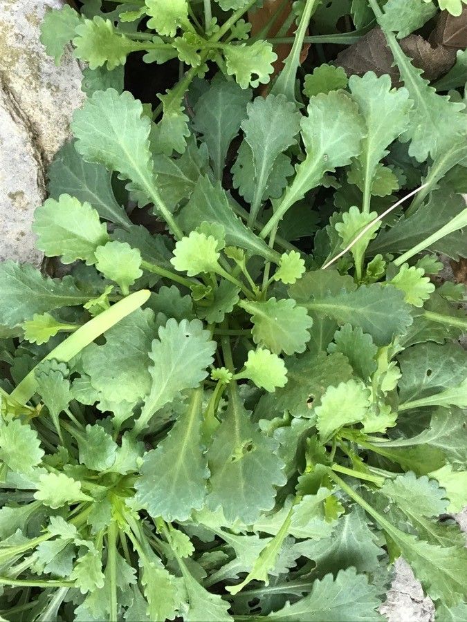 Leucanthemum gracilicaule leaf