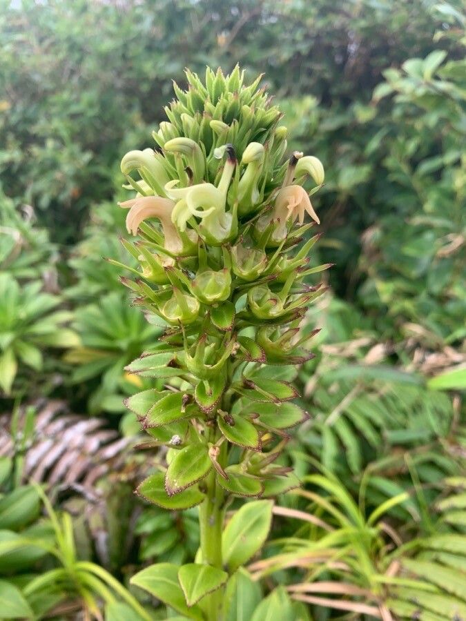 Lobelia stricta flower
