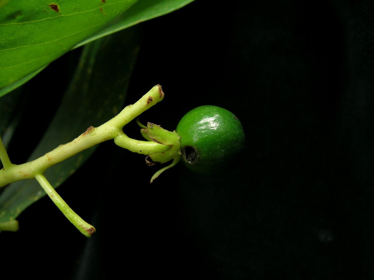 Machilus duthiei — related species from the same genus