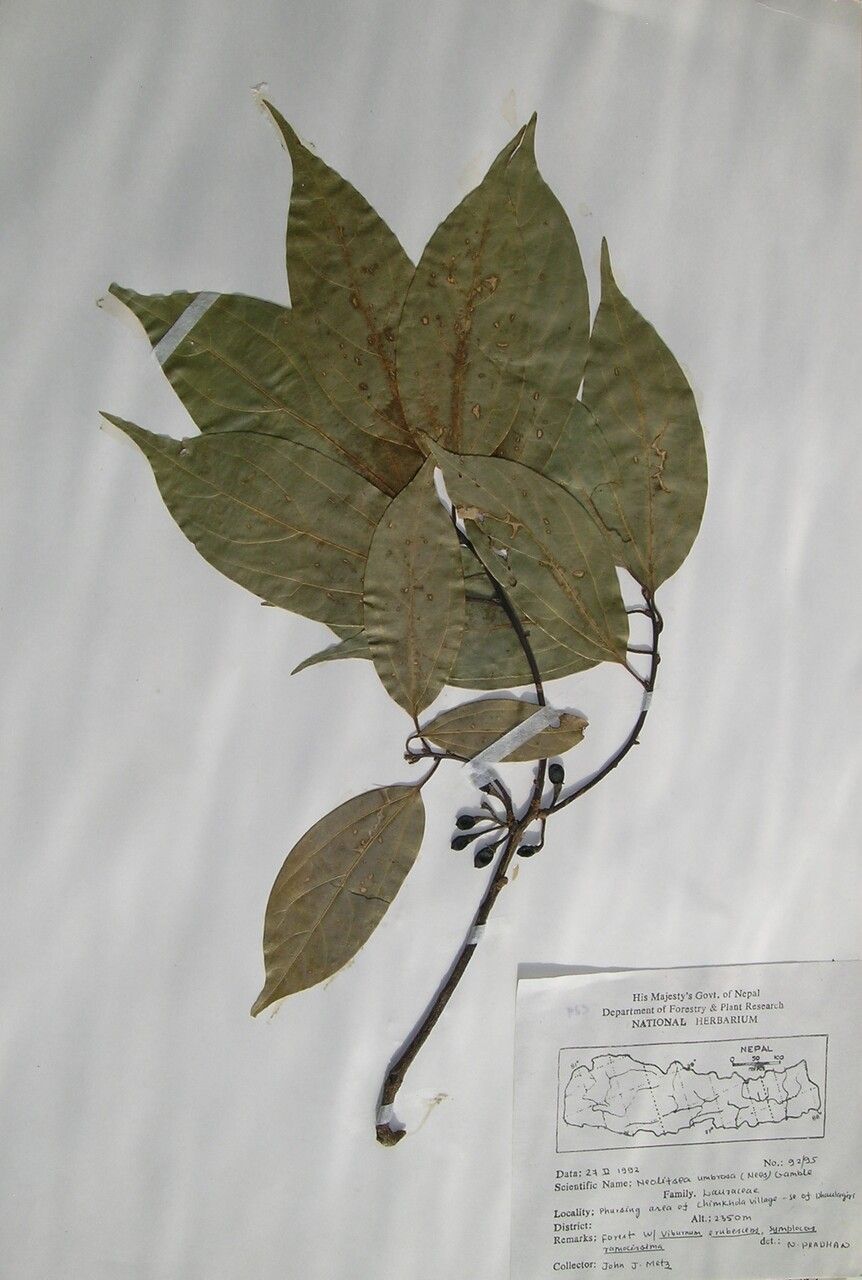 Neolitsea foliosa other