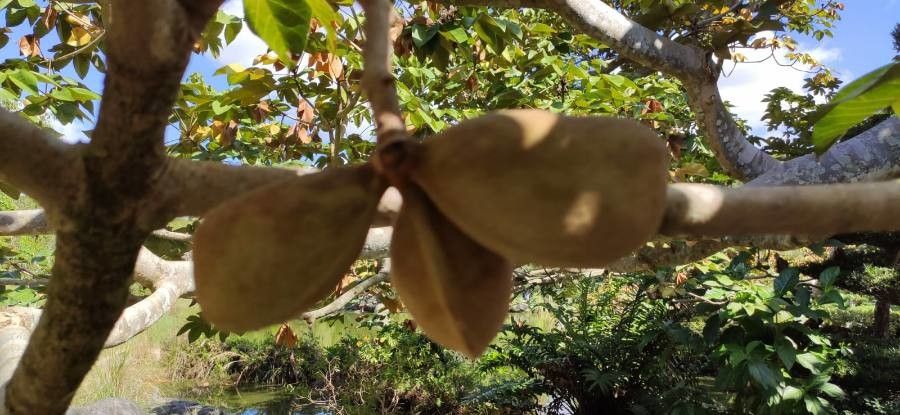 Sterculia apetala fruit
