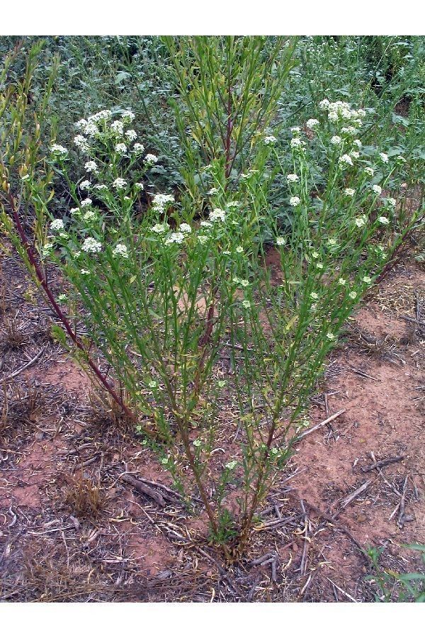 Lepidium crenatum habit