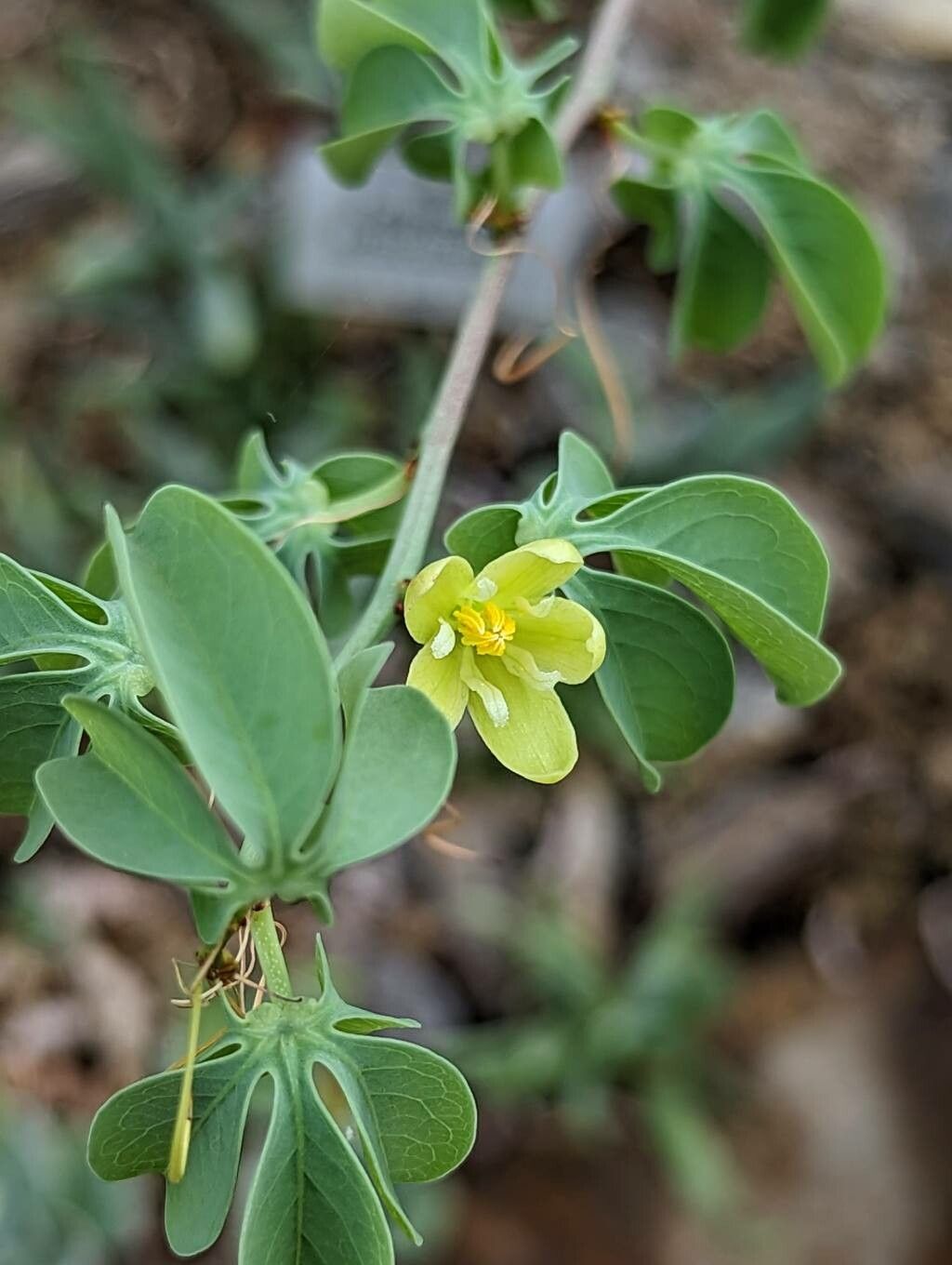 Adenia fruticosa flower