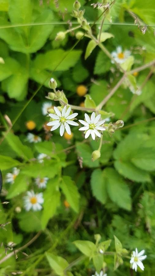 Stellaria aquatica flower