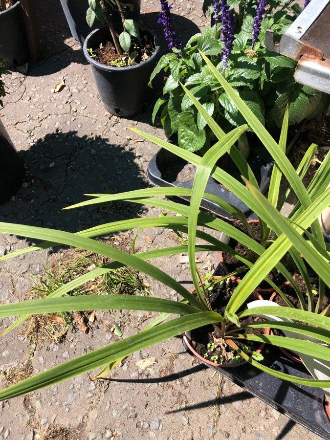 Cordyline indivisa leaf