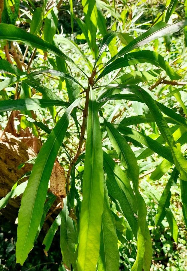 Pouteria salicifolia leaf