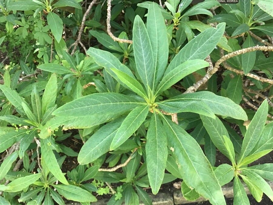 Edgeworthia tomentosa leaf